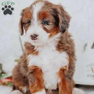 Holly, Mini Bernedoodle Puppy