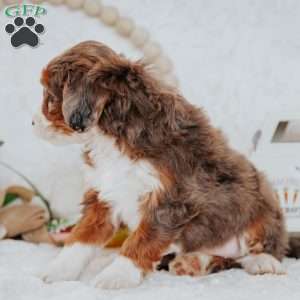 Holly, Mini Bernedoodle Puppy
