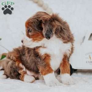 Holly, Mini Bernedoodle Puppy