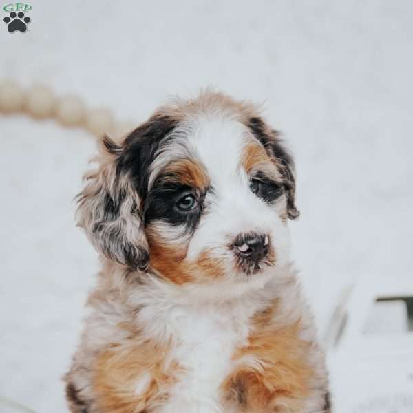 Kendra, Mini Bernedoodle Puppy