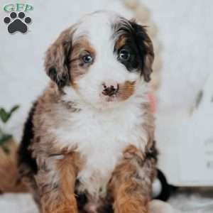 Kobi, Mini Bernedoodle Puppy