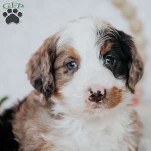 Kobi, Mini Bernedoodle Puppy