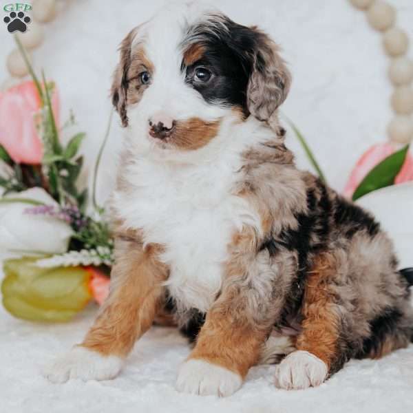 Kobi, Mini Bernedoodle Puppy