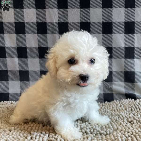 Lottie, Bichon Frise Puppy