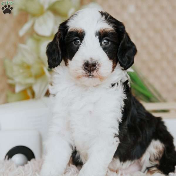 Lou, Mini Bernedoodle Puppy