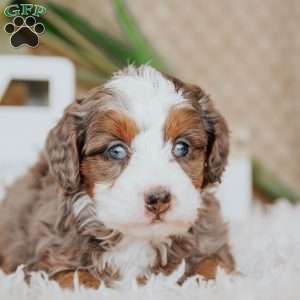 Pedro, Mini Bernedoodle Puppy