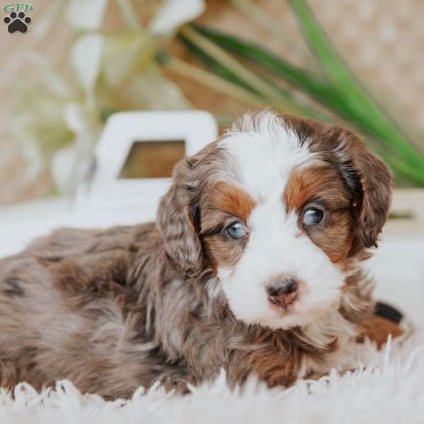 Pedro, Mini Bernedoodle Puppy