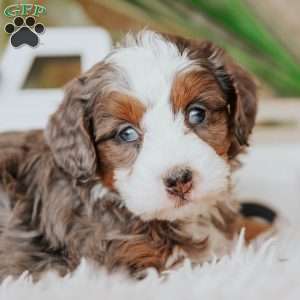 Pedro, Mini Bernedoodle Puppy