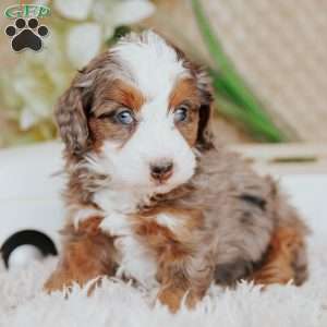 Pedro, Mini Bernedoodle Puppy