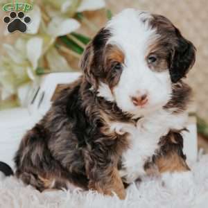 Peter, Mini Bernedoodle Puppy