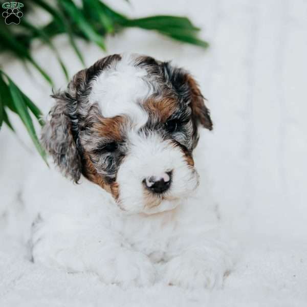 Padington, Miniature Poodle Puppy