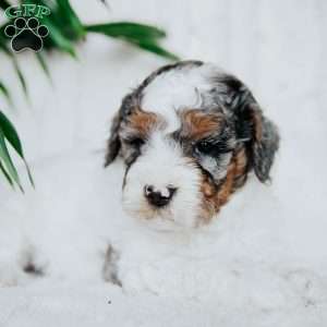 Padington, Miniature Poodle Puppy