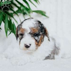 Padington, Miniature Poodle Puppy