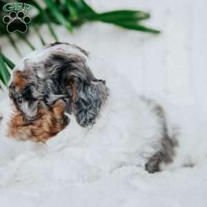 Padington, Miniature Poodle Puppy