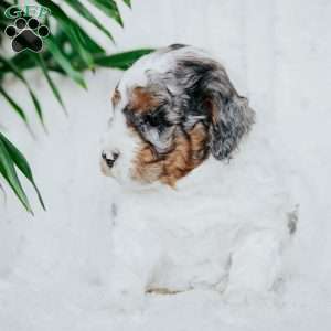 Padington, Miniature Poodle Puppy