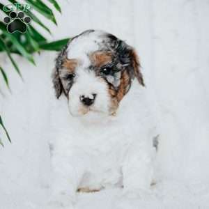 Padington, Miniature Poodle Puppy