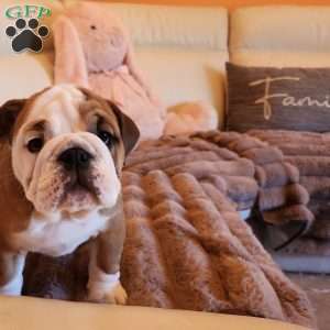 Sonya, English Bulldog Puppy