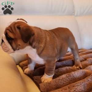 Sonya, English Bulldog Puppy