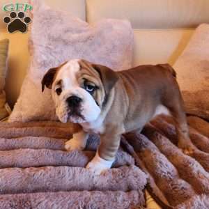 Sonya, English Bulldog Puppy