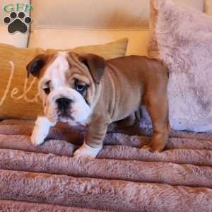 Sonya, English Bulldog Puppy