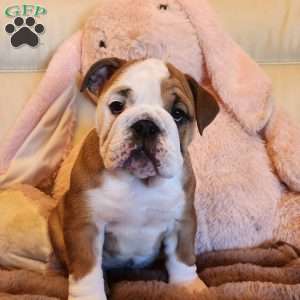 Sonya, English Bulldog Puppy