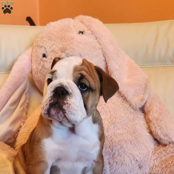 Sonya, English Bulldog Puppy