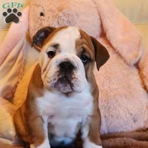 Sonya, English Bulldog Puppy