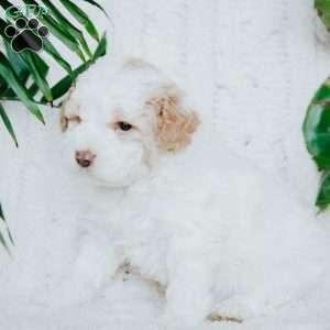 Piper, Miniature Poodle Puppy