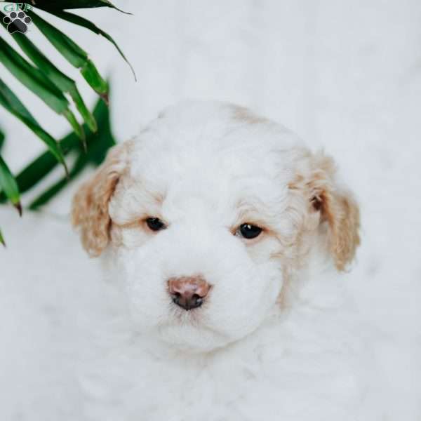 Piper, Miniature Poodle Puppy