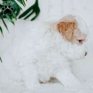 Piper, Miniature Poodle Puppy