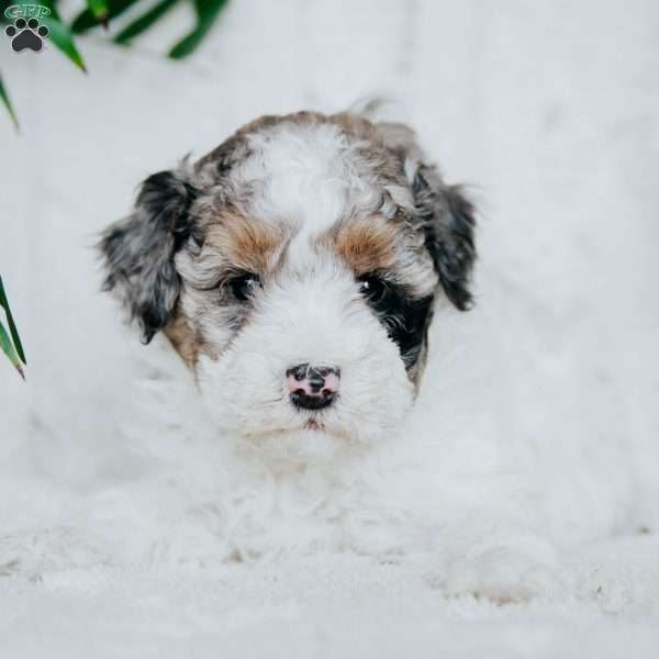 Polly, Miniature Poodle Puppy