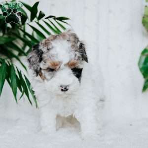 Polly, Miniature Poodle Puppy