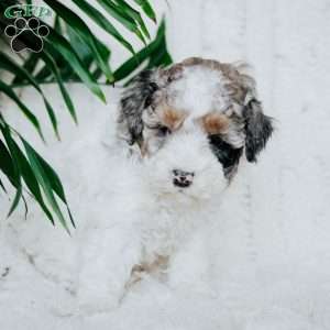 Polly, Miniature Poodle Puppy