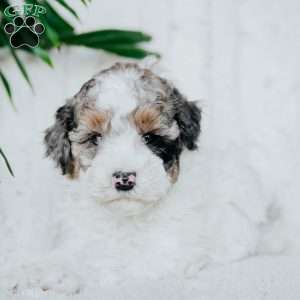 Polly, Miniature Poodle Puppy