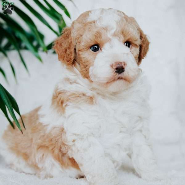 Rex, Miniature Poodle Puppy