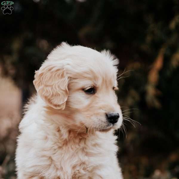 Tally, Golden Retriever Puppy