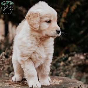 Tally, Golden Retriever Puppy