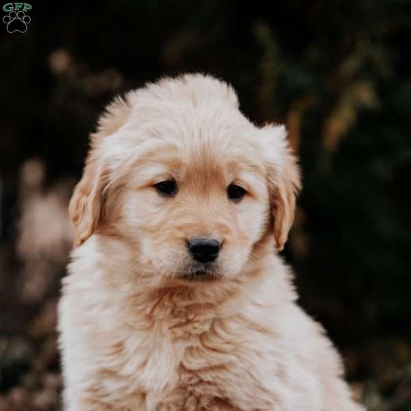 Tasha, Golden Retriever Puppy