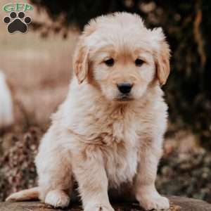 Tasha, Golden Retriever Puppy