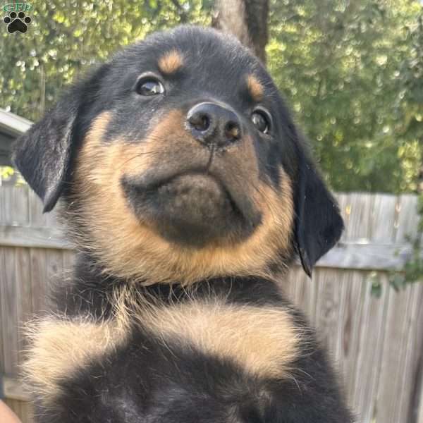 Mannie, Rottweiler Puppy