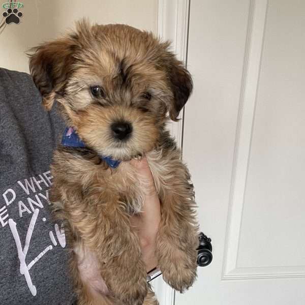 Pumba, Yorkie Mix Puppy