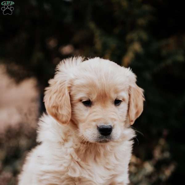 Tessa, Golden Retriever Puppy