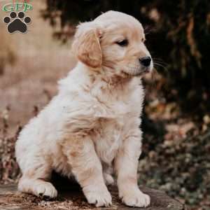 Tessa, Golden Retriever Puppy