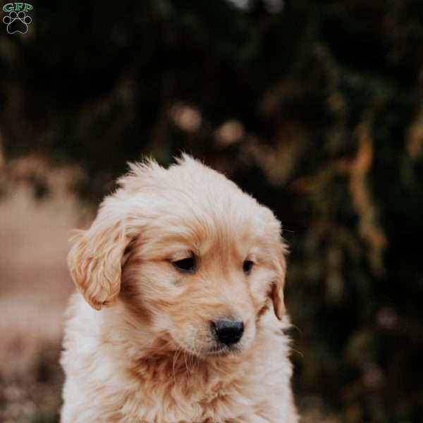 Theo, Golden Retriever Puppy