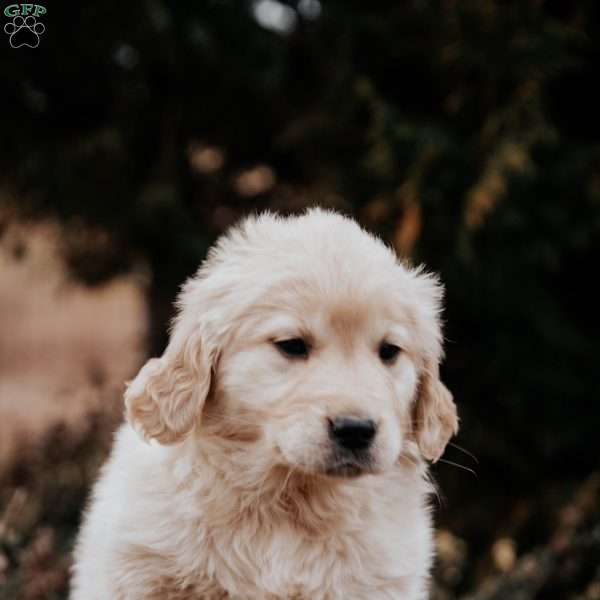 Tina, Golden Retriever Puppy