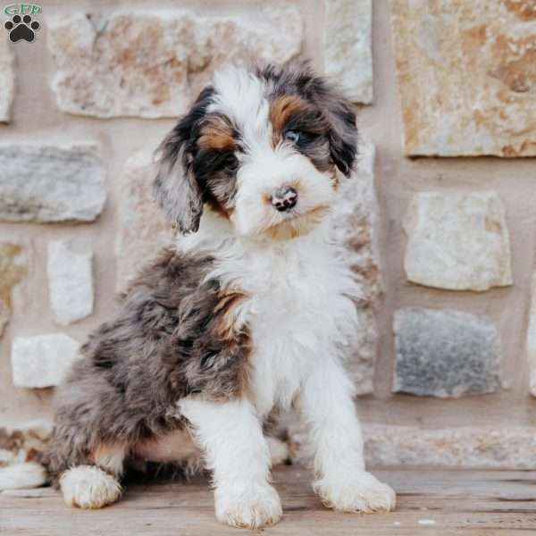 Tina, Mini Bernedoodle Puppy