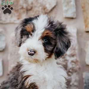 Tina, Mini Bernedoodle Puppy