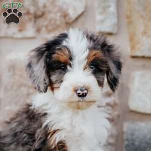 Tina, Mini Bernedoodle Puppy