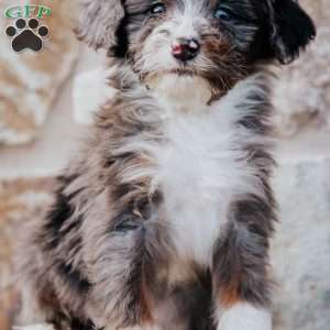 Tinker, Mini Bernedoodle Puppy