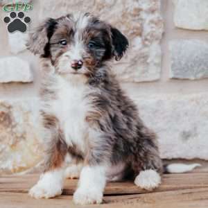 Tinker, Mini Bernedoodle Puppy